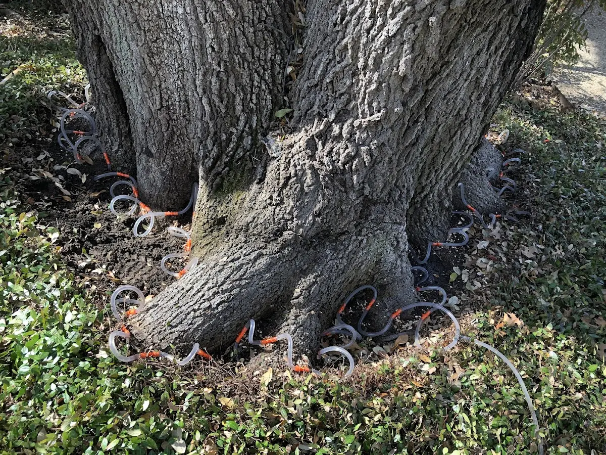 Detailed Tree Cabling and Bracing job site in Whiteside
